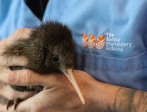 close up of kiwi